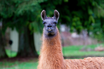 Llama in Field