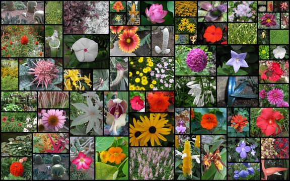 trombinoscope plantes