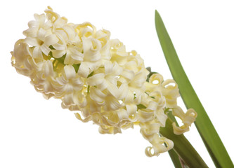 Closeup of yellow hyacinth isolated on white