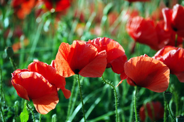 Naklejka premium Close-up of wild red poppies on bright sunny day