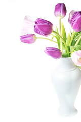 violet and pink tulips