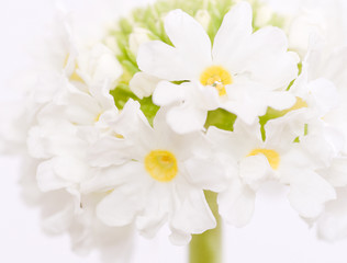 Naklejka na ściany i meble Kugelprimel [Primula Denticulata]