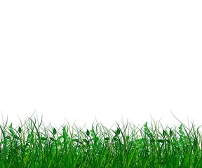 Obraz premium Frische grüne Wiese