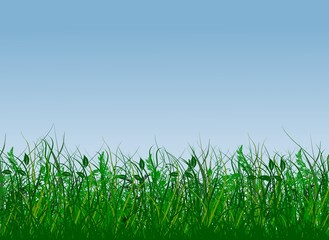 Fototapeta premium Frische grüne Wiese