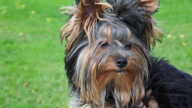 portrait of Yorkshire terrier, green grass in background