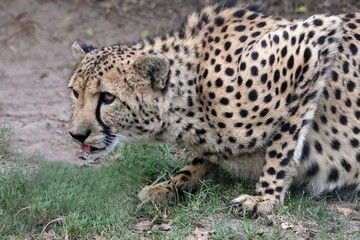 Crouching Cheetah