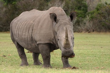 Fototapeta premium White Rhino