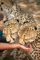 cheetah in Harnas Foundation  Namibia
