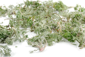 white artemisia