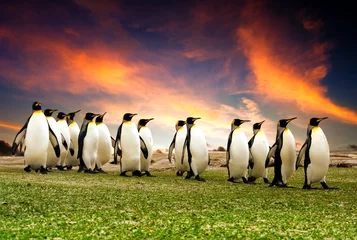 Deurstickers Pinguïn Mars van de pinguïns