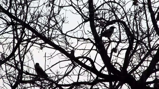 corvi su albero spoglio
