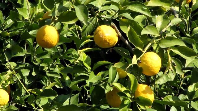 limoni sull'albero