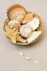 Seashells in Basket
