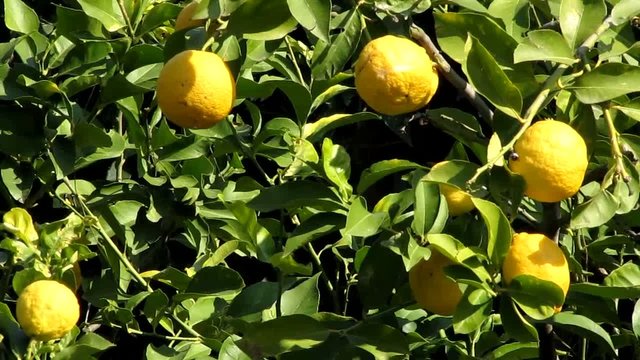 limoni sull'albero