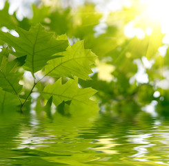 Green leaves reflecting in the water.