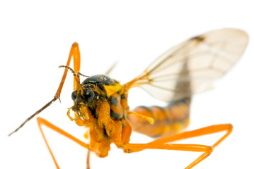 mosquito