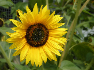 Sonnenblume