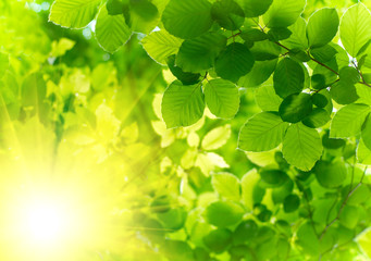 Fototapeta na wymiar Green leaves with sun ray.
