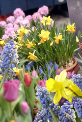 Der Frühling naht mit Blumen zu Ostern Zwiebelgewächse