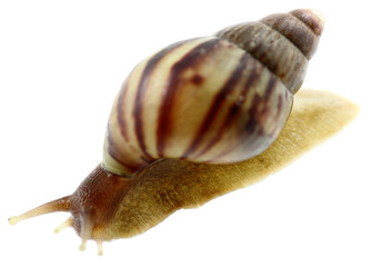 escargot tropical, fond blanc