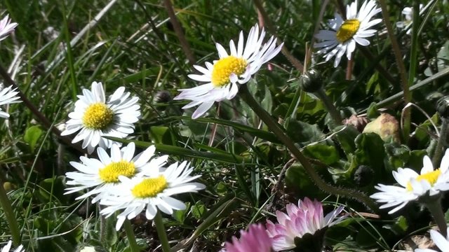 margheritine di prato primaverili