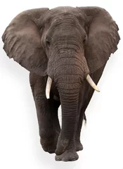 Foto auf Alu-Dibond isolierter Elefant © torsius