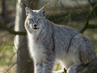 Naklejka na ściany i meble De Sibérie (Lynx lynx wrangeli)