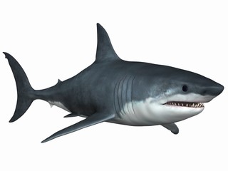 Weißer Hai - obrazy, fototapety, plakaty