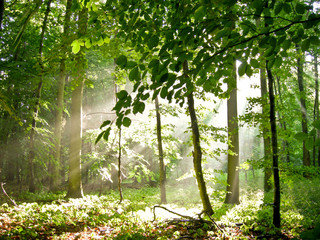 Sommerwald mit einfallendem Licht - obrazy, fototapety, plakaty