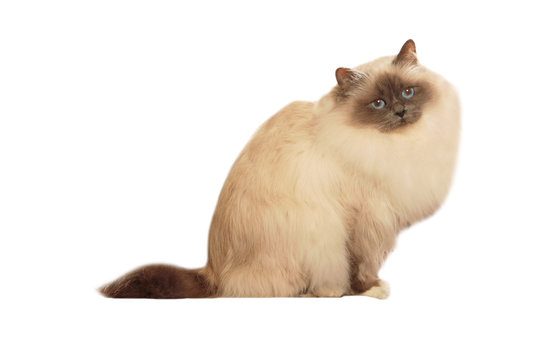 sacr&eacute; de birmanie &agrave; la robe fournie et aux yeux bleus