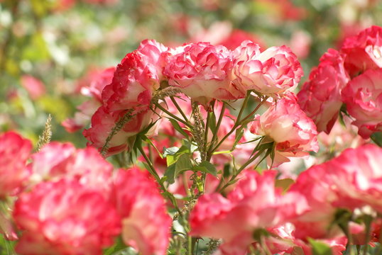 Rosier Bilder Durchsuchen 4,514 Archivfotos, und