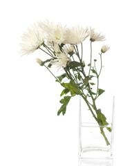 bunch of chrysanthemums