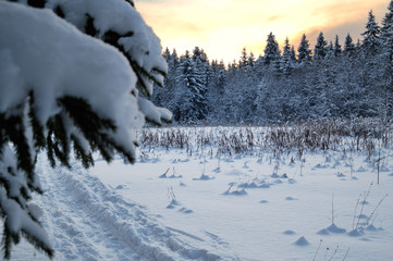 Winter landscape