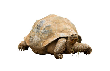 An Aldabra Giant Tortoise (Geochelone gigantea)