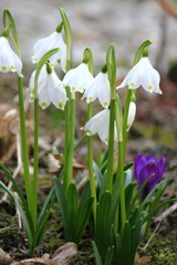 Weiße Blüten des Märzenbechers