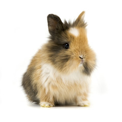 Baby Kaninchen