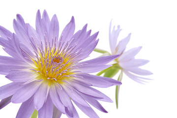Obraz premium Fleur de nénuphar bleu