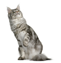 Maine Coon, sitting with one paw up and looking up