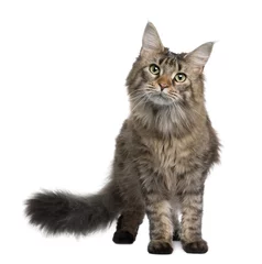 Papier Peint photo Chat Front view of Maine coon, standing in front of white background