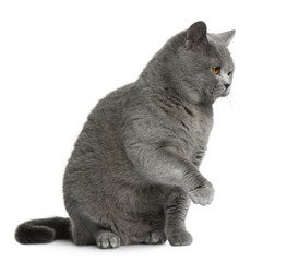 British shorthair cat, sitting and looking away with paw up