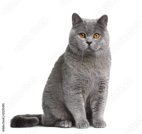 Front View Of British Shorthair Cat Sitting Stock Photo And