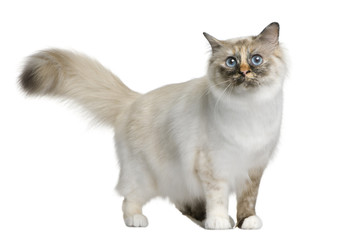 Front view of Birman cat, standing in front of white background