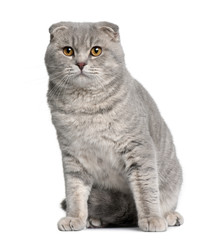Scottish fold cat, sitting in front of white background