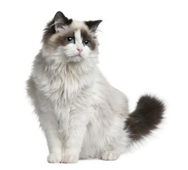 Front view of Ragdoll cat, sitting and looking away