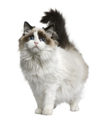 Front view of Ragdoll cat, standing in front of white background