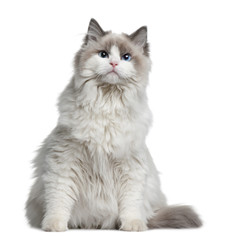 Front view of Ragdoll cat, sitting in front of white background