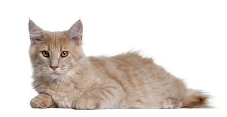 Maine coon kitten, 4 months old, lying down