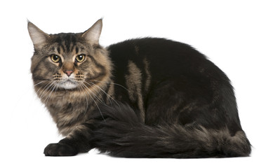 Side view of Maine coon, lying down in front of white background