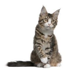 Maine coon kitten, sitting in front of white background