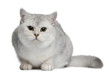 British shorthair cat, sitting in front of white background